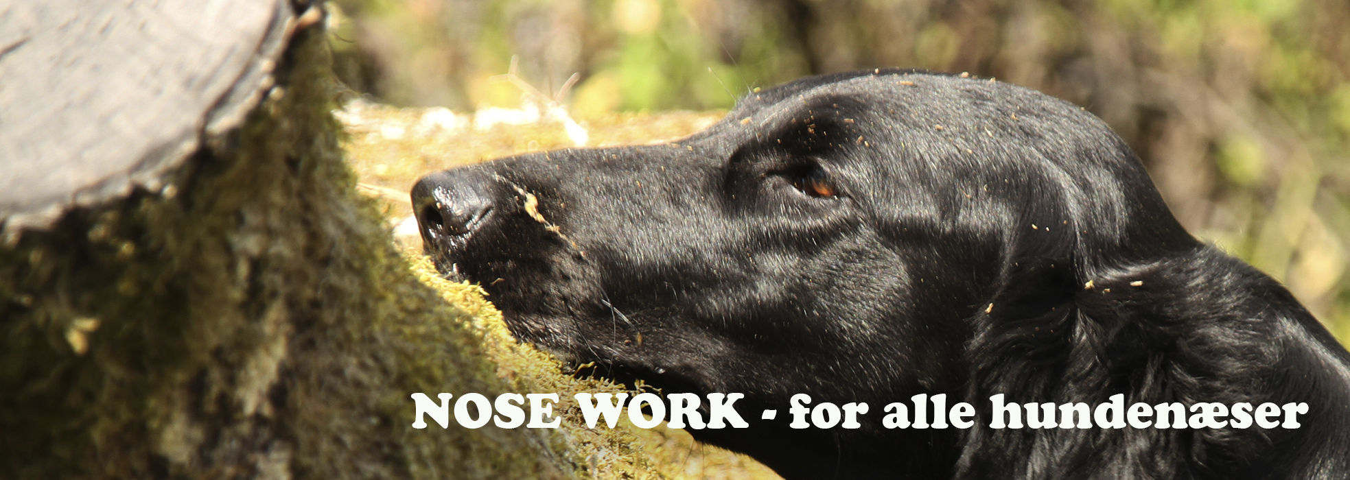 ashhovedkopier_srcset-large