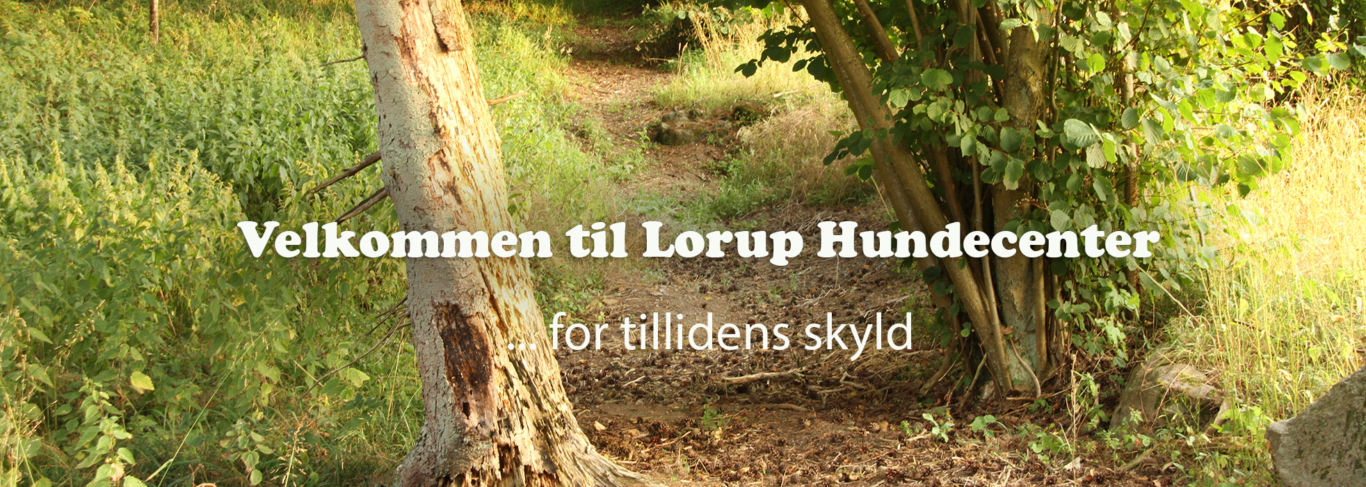 kornmarkbeskaaret700srcsetlargekopier_srcset-large